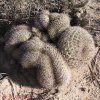 Gymnocalycium saglionis cristato